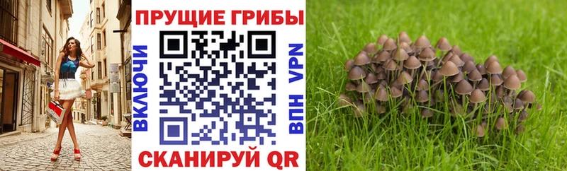 сайты даркнета клад  Светлогорск  Псилоцибиновые грибы мицелий  где купить наркоту 
